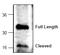 Caspase 6 antibody, AP00076PU-N, Origene, Western Blot image 