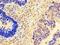 Fibroblast Growth Factor 8 antibody, orb45846, Biorbyt, Immunohistochemistry paraffin image 