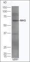 Myelin Associated Glycoprotein antibody, orb11014, Biorbyt, Western Blot image 