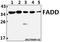 FAAH antibody, A00237-2, Boster Biological Technology, Western Blot image 