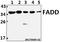 Fas Associated Via Death Domain antibody, A00237-2, Boster Biological Technology, Western Blot image 