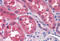 Twist Family BHLH Transcription Factor 2 antibody, MBS246003, MyBioSource, Immunohistochemistry frozen image 
