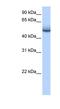 Zinc Finger Protein 486 antibody, NBP1-79461, Novus Biologicals, Western Blot image 