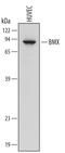 BMX Non-Receptor Tyrosine Kinase antibody, AF5887, R&D Systems, Western Blot image 
