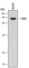 ETK antibody, AF5887, R&D Systems, Western Blot image 