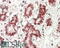 Protein Disulfide Isomerase Family A Member 2 antibody, 42-846, ProSci, Western Blot image 