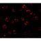 Serine Palmitoyltransferase Long Chain Base Subunit 2 antibody, LS-B9514, Lifespan Biosciences, Immunofluorescence image 