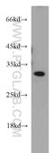 Gem Nuclear Organelle Associated Protein 2 antibody, 21672-1-AP, Proteintech Group, Western Blot image 