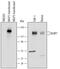 NLR Family Pyrin Domain Containing 1 antibody, AF6788, R&D Systems, Western Blot image 
