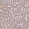 TRNA-YW Synthesizing Protein 5 antibody, PA5-61096, Invitrogen Antibodies, Immunohistochemistry paraffin image 