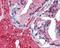 TNF Receptor Associated Factor 2 antibody, 49-339, ProSci, Immunohistochemistry paraffin image 