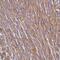 Anoctamin 1 antibody, MBS302521, MyBioSource, Immunohistochemistry frozen image 