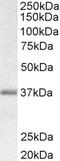 Biglycan antibody, LS-C54578, Lifespan Biosciences, Western Blot image 