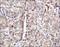 Cytochrome C Oxidase Subunit 4I1 antibody, NB110-39115, Novus Biologicals, Immunohistochemistry paraffin image 
