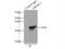 Endoplasmic Reticulum-Golgi Intermediate Compartment 1 antibody, 16108-1-AP, Proteintech Group, Immunoprecipitation image 