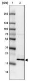 GAR1 Ribonucleoprotein antibody, NBP2-31742, Novus Biologicals, Western Blot image 