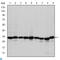 Prohibitin antibody, LS-C812751, Lifespan Biosciences, Western Blot image 