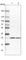 Proteasome Subunit Alpha 6 antibody, HPA003049, Atlas Antibodies, Western Blot image 