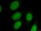 Embryonic Ectoderm Development antibody, 16818-1-AP, Proteintech Group, Immunofluorescence image 