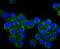 Collapsin Response Mediator Protein 1 antibody, A05002-1, Boster Biological Technology, Immunocytochemistry image 