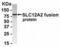 Solute Carrier Family 12 Member 2 antibody, XW-8139, ProSci, Western Blot image 