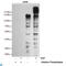Phosphotyrosine antibody, LS-C812341, Lifespan Biosciences, Western Blot image 
