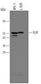 Fli-1 Proto-Oncogene, ETS Transcription Factor antibody, AF821, R&D Systems, Western Blot image 