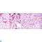 Osteoprotegerin antibody, LS-C812726, Lifespan Biosciences, Western Blot image 