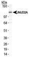 Lysine Demethylase 4A antibody, PA5-23067, Invitrogen Antibodies, Western Blot image 