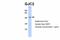 Gap Junction Protein Gamma 2 antibody, 25-370, ProSci, Western Blot image 