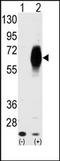 Anti-Mullerian Hormone Receptor Type 2 antibody, AP13727PU-N, Origene, Western Blot image 