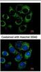 CRBP1 antibody, NBP2-20132, Novus Biologicals, Immunofluorescence image 