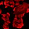 Mitochondrial Ribosomal Protein S30 antibody, orb412386, Biorbyt, Immunofluorescence image 