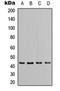 Apolipoprotein L1 antibody, orb235019, Biorbyt, Western Blot image 