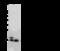 Interferon Induced Transmembrane Protein 2 antibody, 106918-T32, Sino Biological, Western Blot image 