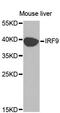 Interferon Regulatory Factor 9 antibody, MBS126014, MyBioSource, Western Blot image 