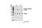 Heat Shock Protein 90 Alpha Family Class A Member 1 antibody, 3488S, Cell Signaling Technology, Western Blot image 