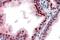Cyclin Dependent Kinase Inhibitor 1B antibody, NB100-2816, Novus Biologicals, Immunohistochemistry frozen image 