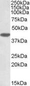 Dual Specificity Phosphatase 1 antibody, 45-503, ProSci, Immunohistochemistry frozen image 