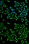 WRS antibody, GTX32939, GeneTex, Immunofluorescence image 