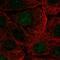 Zinc Finger Protein 394 antibody, PA5-62406, Invitrogen Antibodies, Immunofluorescence image 