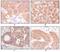 Keratin 5 antibody, MA5-15507, Invitrogen Antibodies, Immunohistochemistry frozen image 