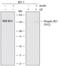 Insulin Receptor Substrate 1 antibody, MAB7314, R&D Systems, Western Blot image 