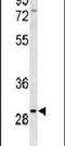 Clarin 3 antibody, PA5-26137, Invitrogen Antibodies, Western Blot image 