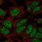 Zinc Finger Protein 560 antibody, NBP2-68662, Novus Biologicals, Immunocytochemistry image 