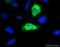 ADAM Metallopeptidase Domain 17 antibody, ab39162, Abcam, Immunofluorescence image 
