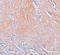 CXXC Finger Protein 5 antibody, A06865, Boster Biological Technology, Immunohistochemistry frozen image 