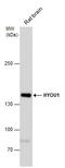 Hypoxia Up-Regulated 1 antibody, GTX102255, GeneTex, Western Blot image 