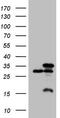 U2 small nuclear ribonucleoprotein B antibody, M10709-1, Boster Biological Technology, Western Blot image 