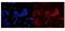 High Mobility Group Box 1 antibody, A00066-1, Boster Biological Technology, Immunofluorescence image 